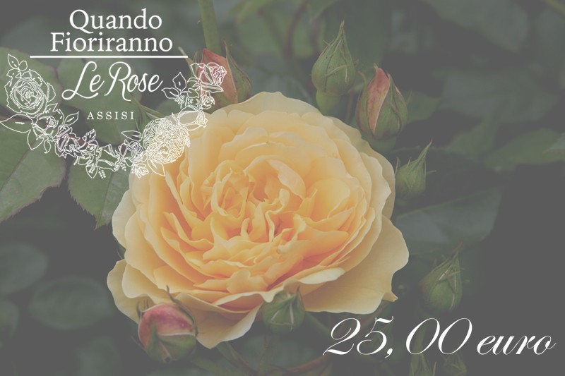 Buono regalo 25,00euro