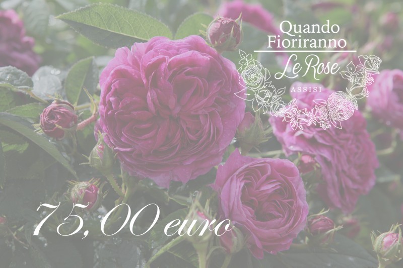 Buono Regalo 75,00 euro