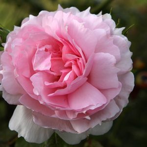 The Wedgwood Rose (Ausjosiah) David Austin cespuglio/rampicante