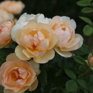 Wollerton Old Hall (Ausblanket) David Austin cespuglio/rampicante