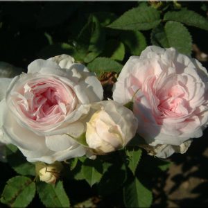 Felicitè Parmentier