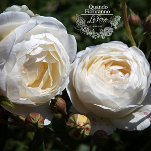 Claire Austin - David Austin  cespuglio/rampicante