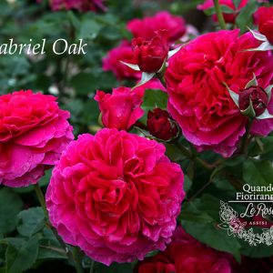 Gabriel Oak - David Austin cespuglio