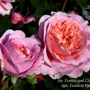 Sts Francis and Claire sin. Eustacia Vye David austin cespuglio