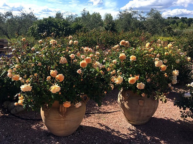 Rose in vaso per balconi