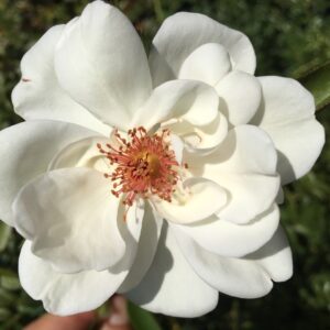 Starlight Synphony Harknees rampicante