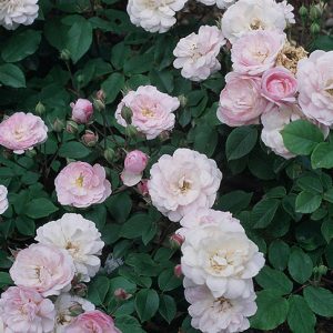 Blush Noisette cespuglio/rampicante h 1,80