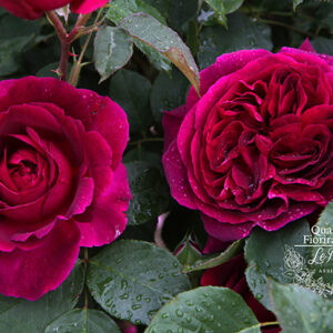 Inglesi David Austin