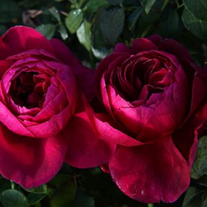 Monferrato Sin. Darcey Bussell (Ausdecorum) David Austin cespuglio