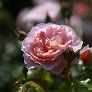 Strawberry Hill (Ausrimini) David Austin rampicante/cespuglio