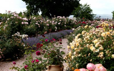 Portamento armonioso dell’arbusto