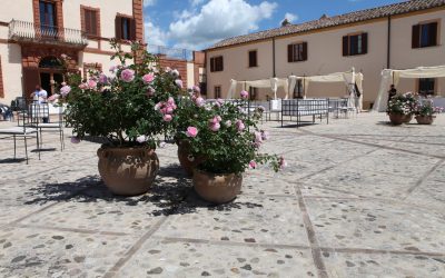 VISITE GUIDATE ONLINE