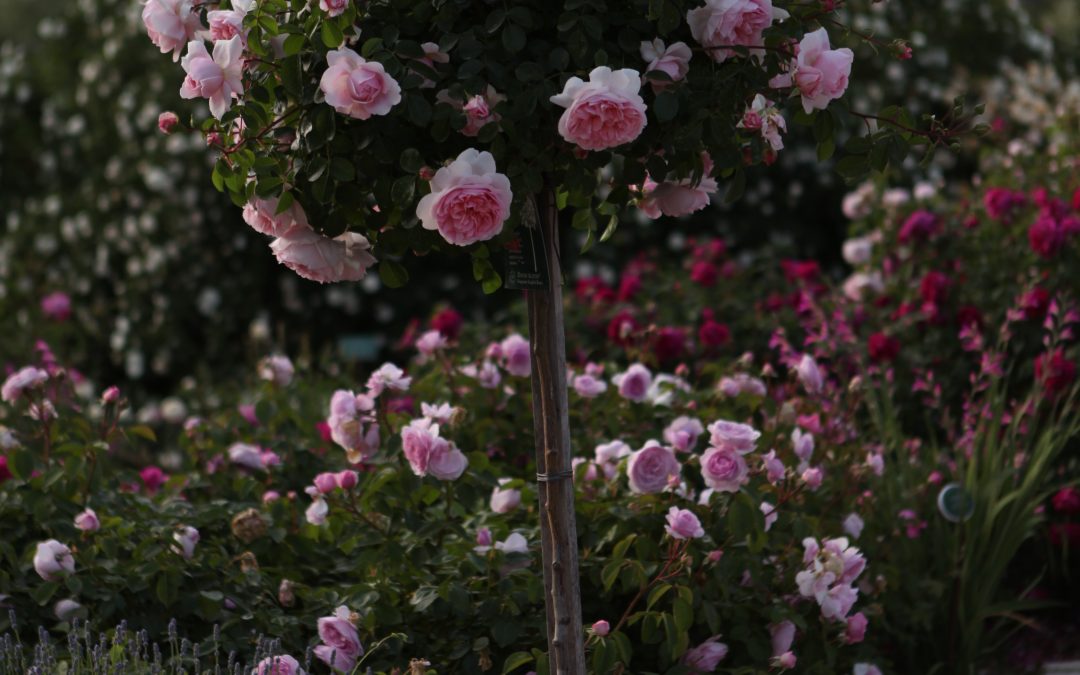 EXCLUSIVE PACKAGING PER I TUOI REGALI E BIGLIETTI PERSONALIZZATI