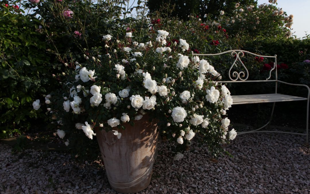 ALLESTIMENTI FLOREALI