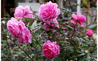 Le Rose da collezione