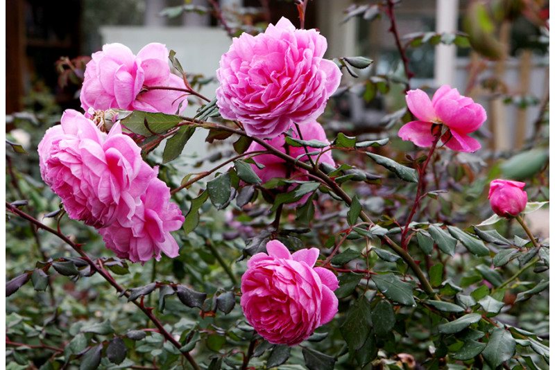 Rose da giardino antiche