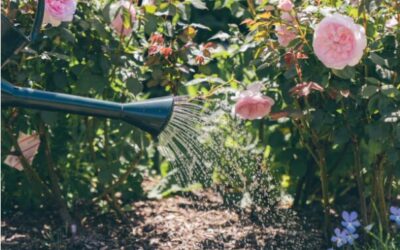 COME ANNAFFIARE LE ROSE